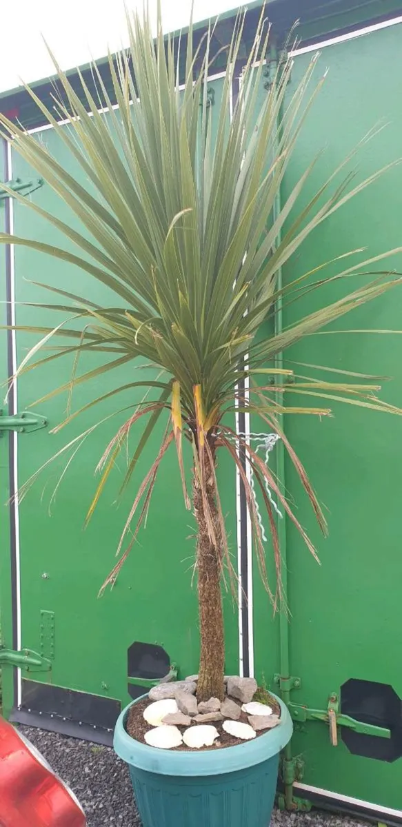 New Zealand palm tree - Image 1
