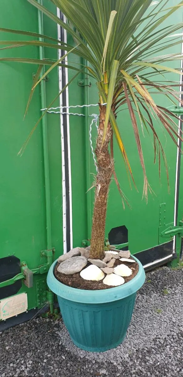 New Zealand palm tree - Image 2