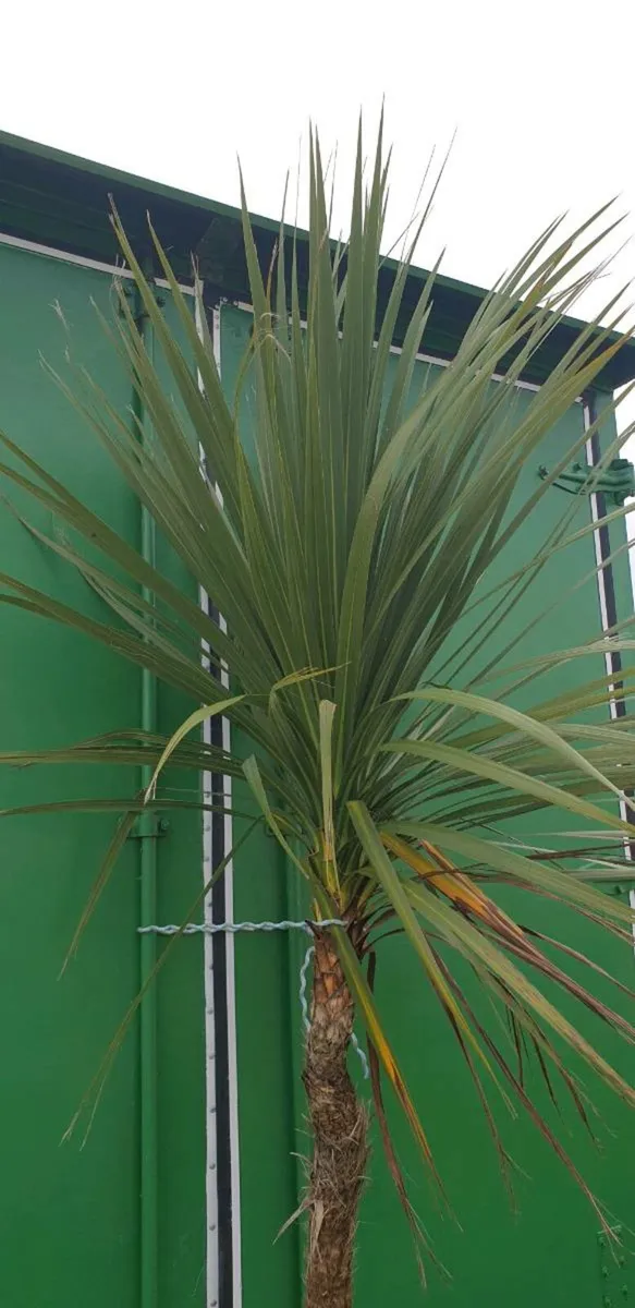 New Zealand palm tree - Image 3