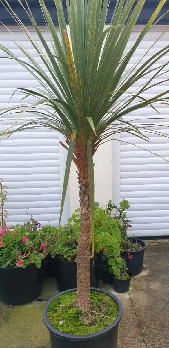 New Zealand palm tree - Image 4