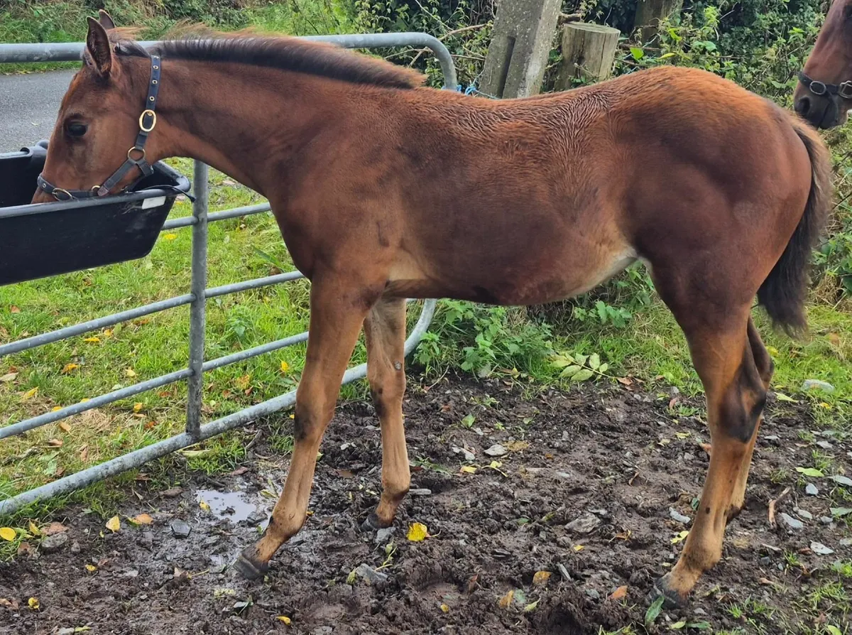 Filly  Foals - Image 2