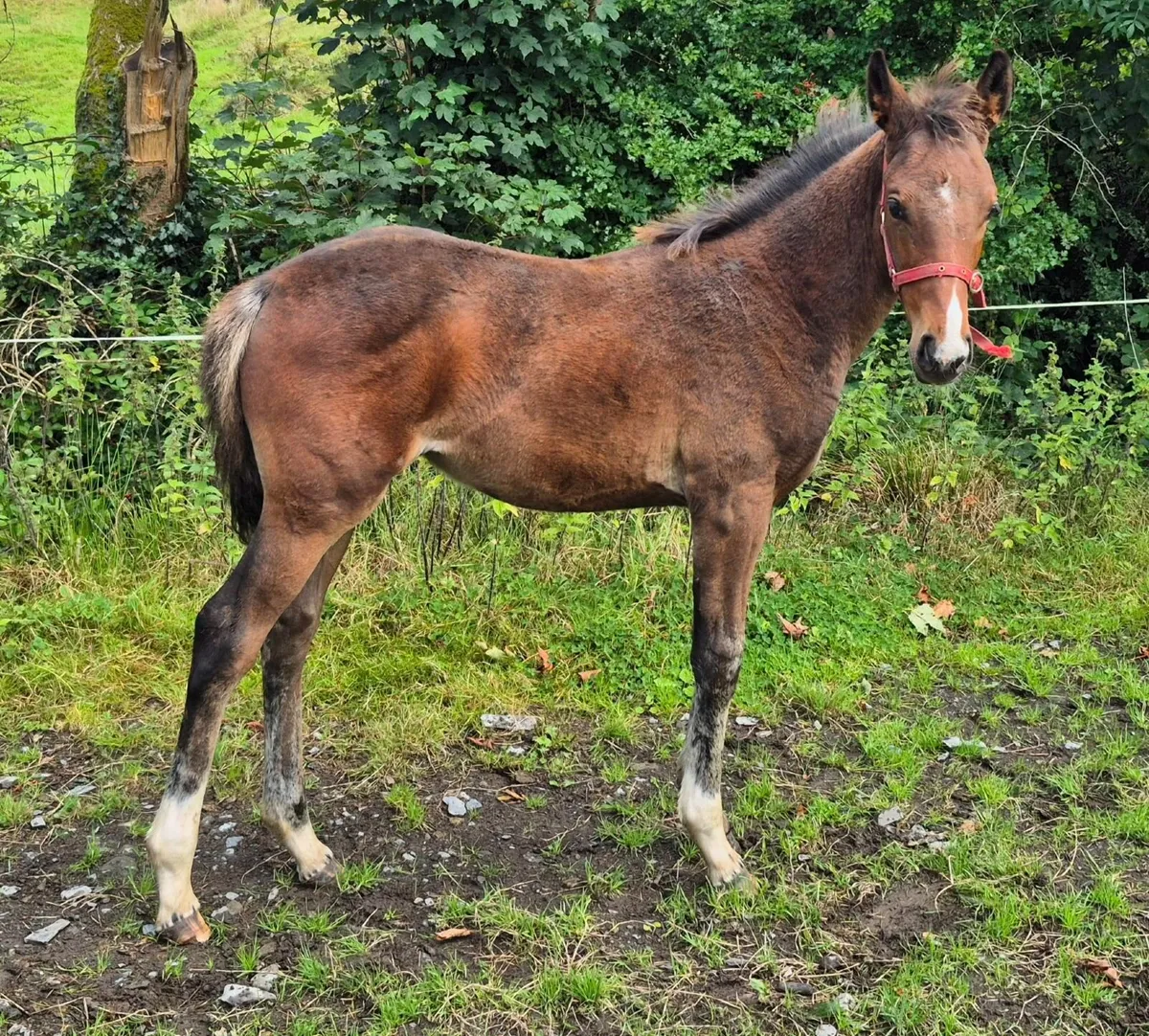 Filly  Foals - Image 3