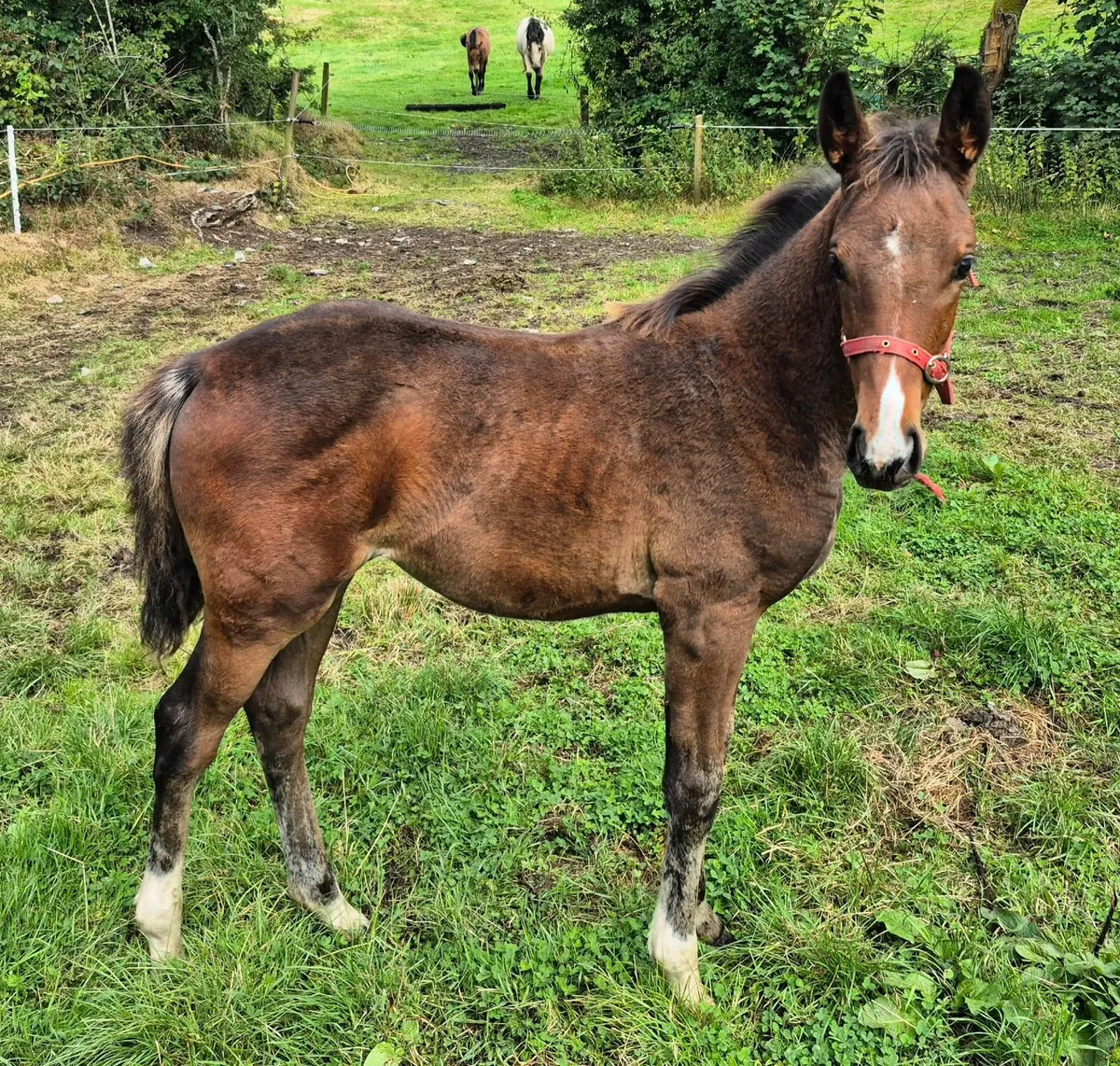 Filly  Foals - Image 4
