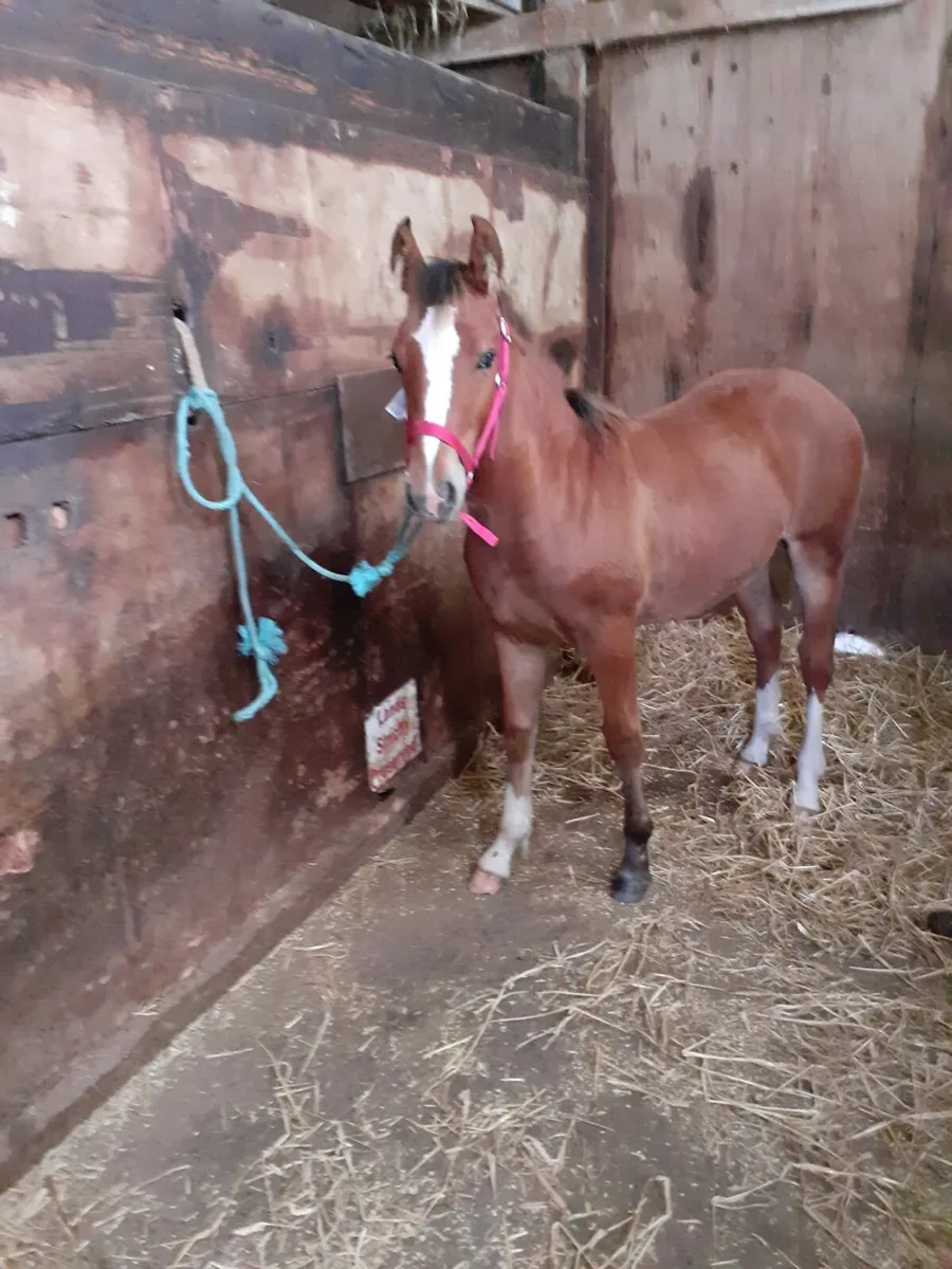 Foal - Image 3
