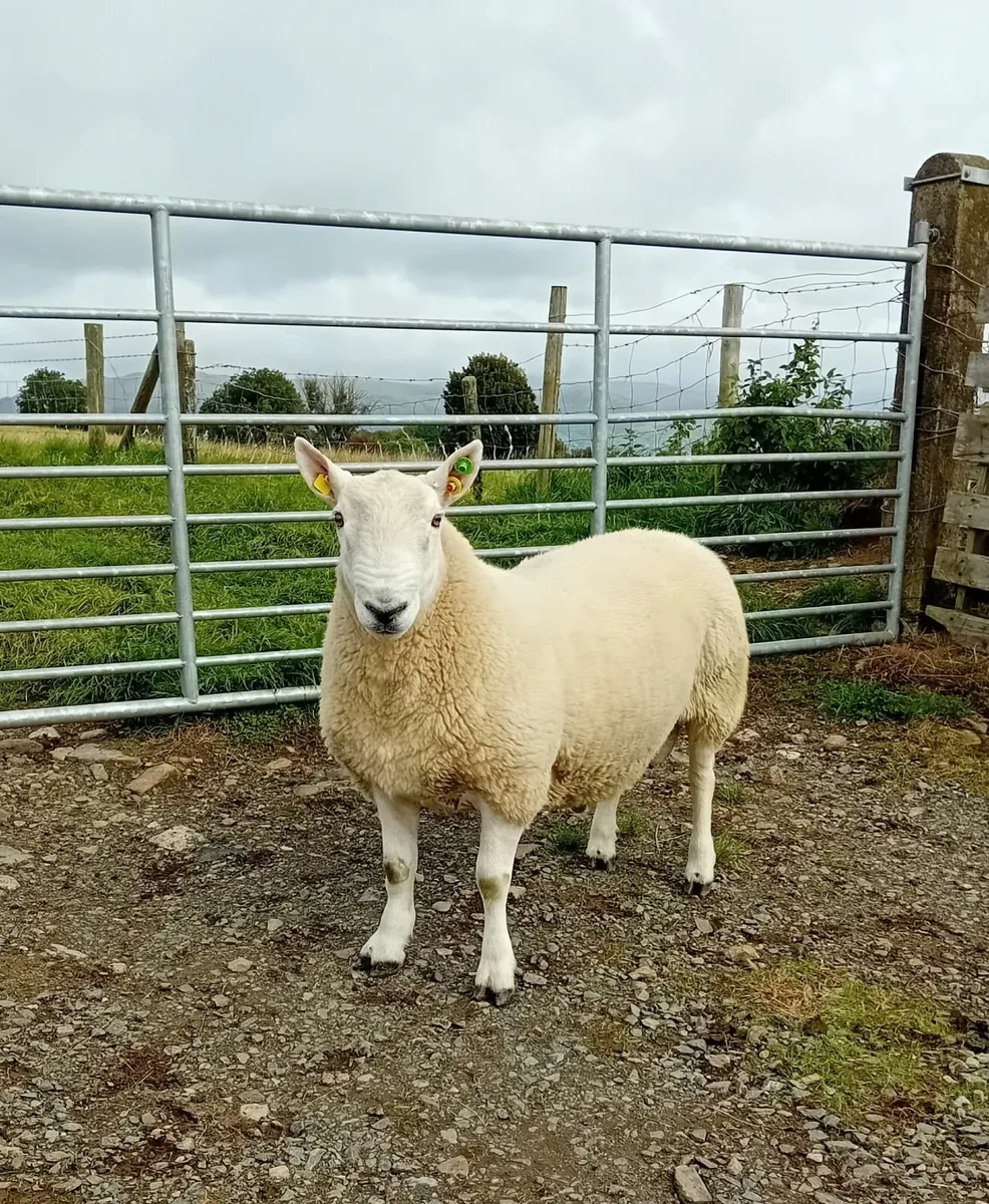 North Country Cheviot Hogget Ram, SIS Approved - Image 1