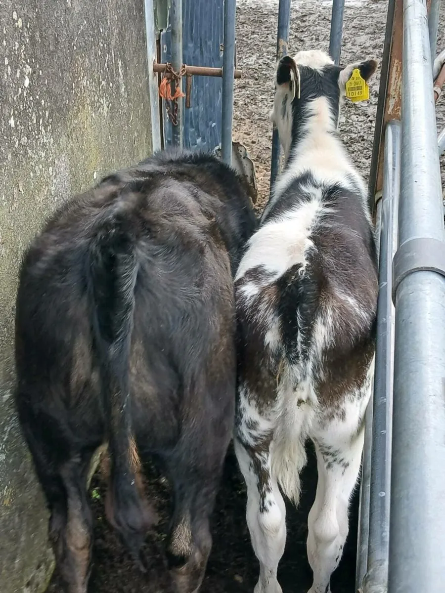 Calves - Image 1