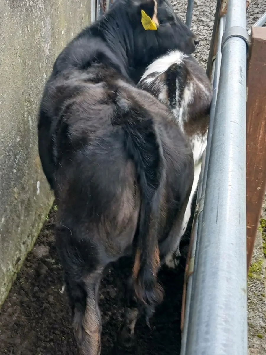 Calves - Image 2