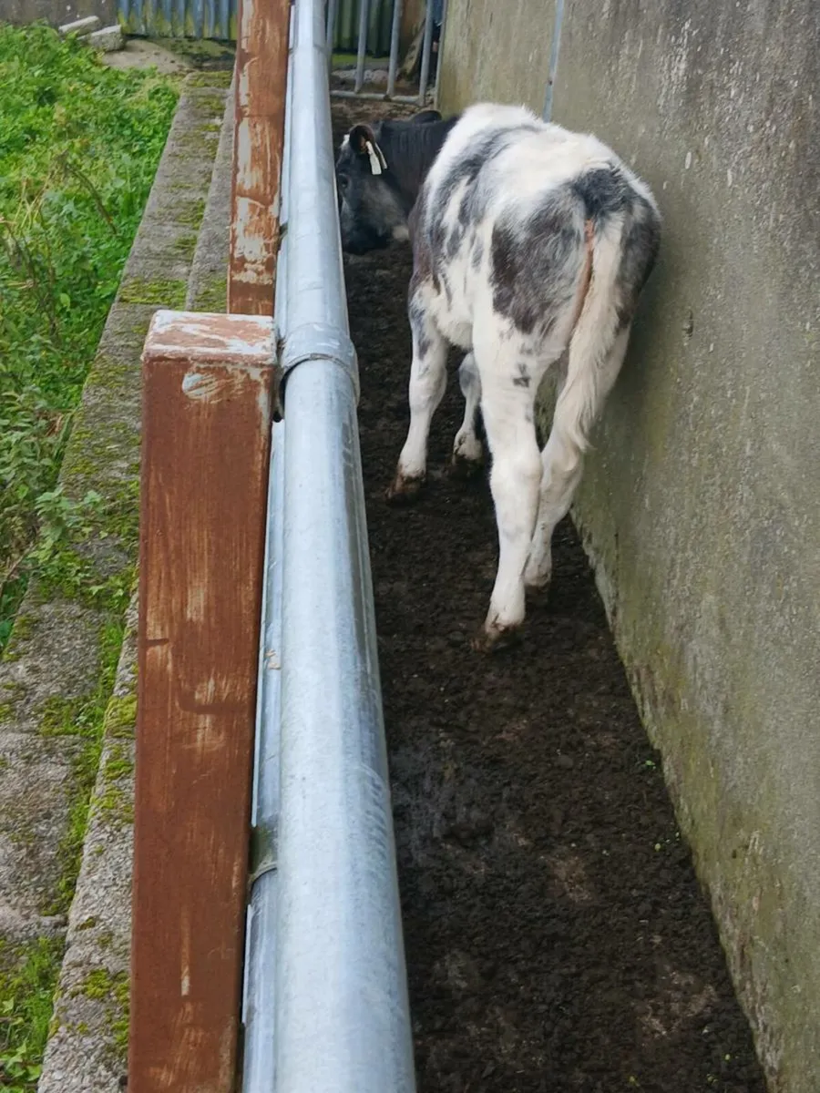 Calves - Image 3
