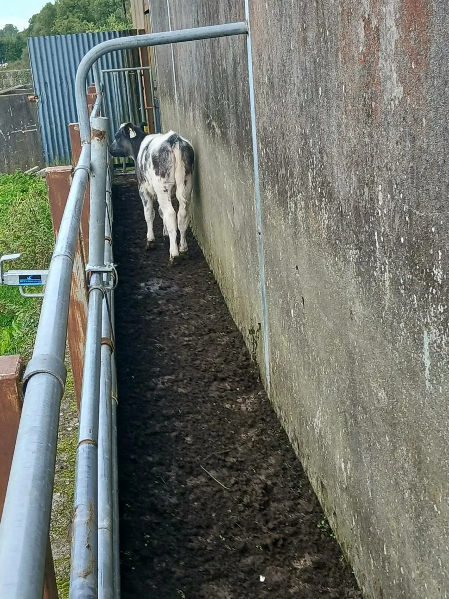 Calves - Image 4