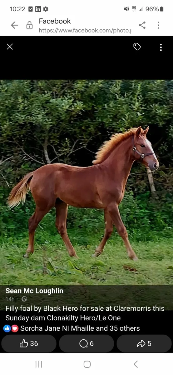 Filly foal - Image 1