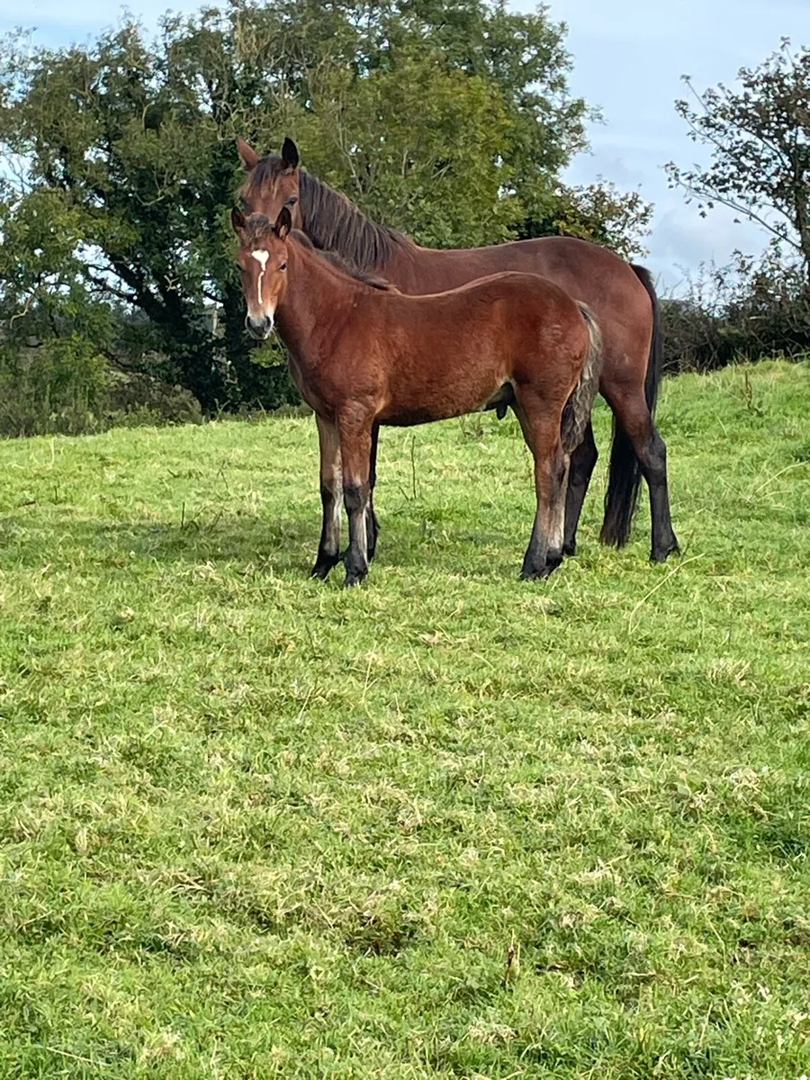 Connemara Colt Foal - Image 2