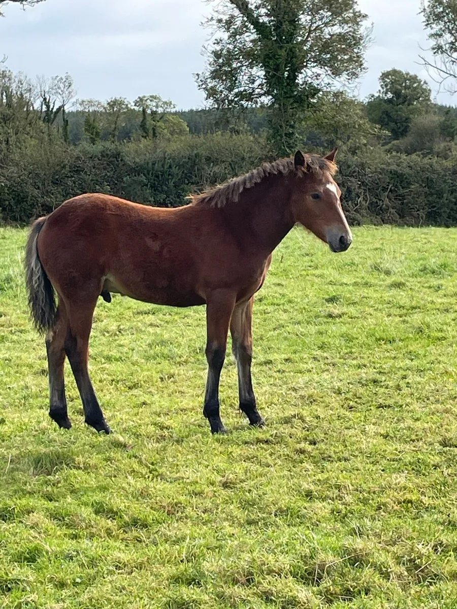 Connemara Colt Foal - Image 3