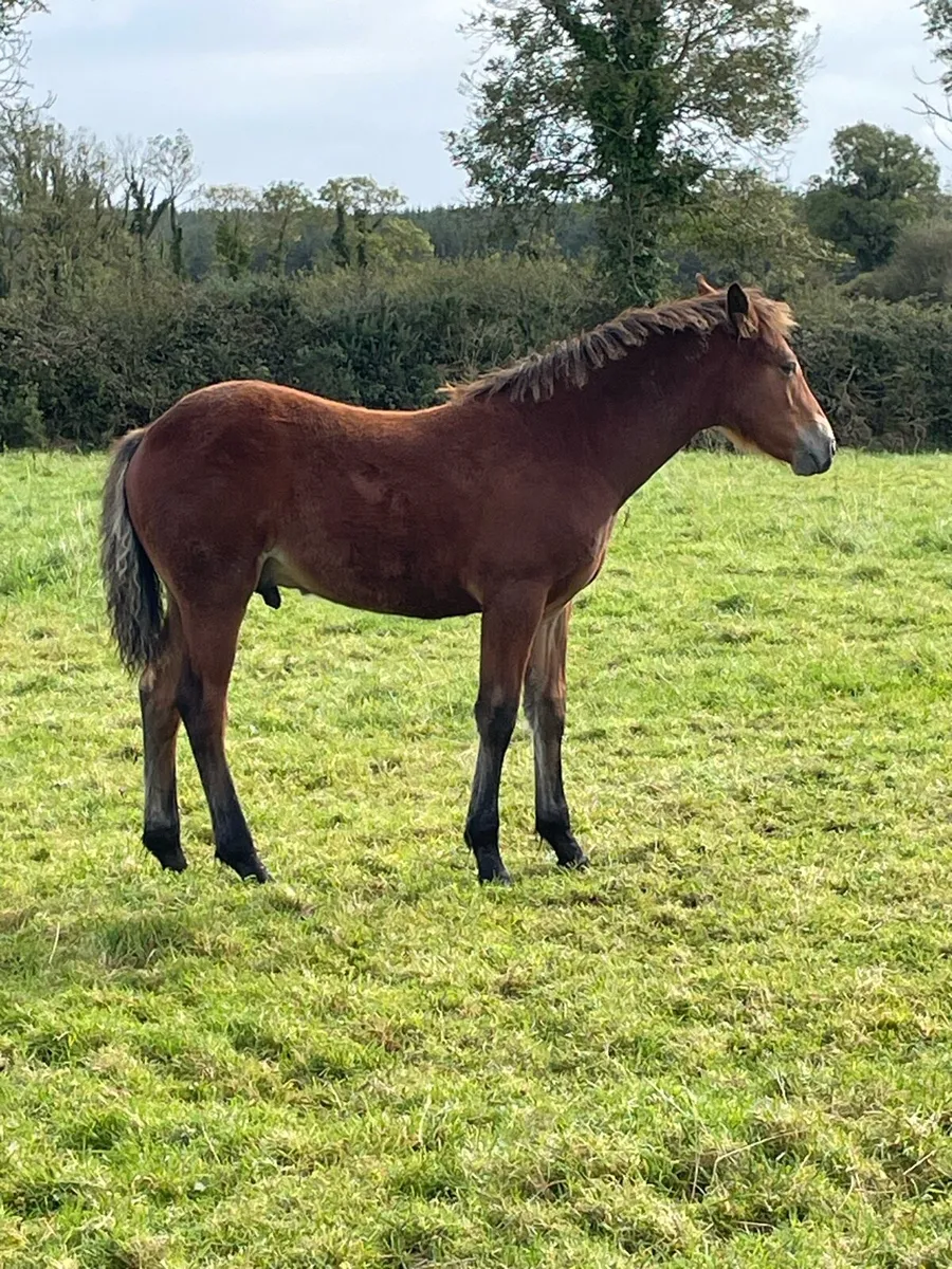 Connemara Colt Foal - Image 4