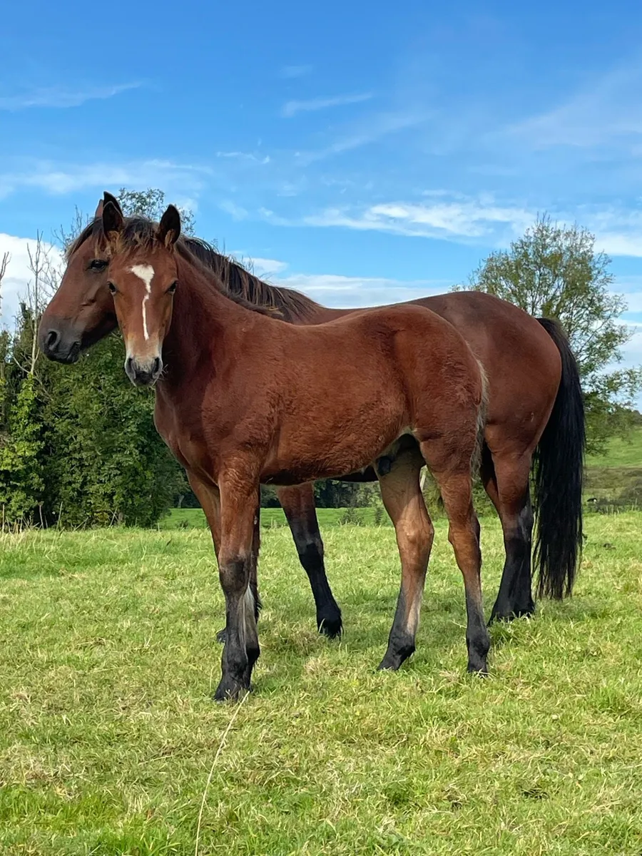 Connemara Colt Foal - Image 1