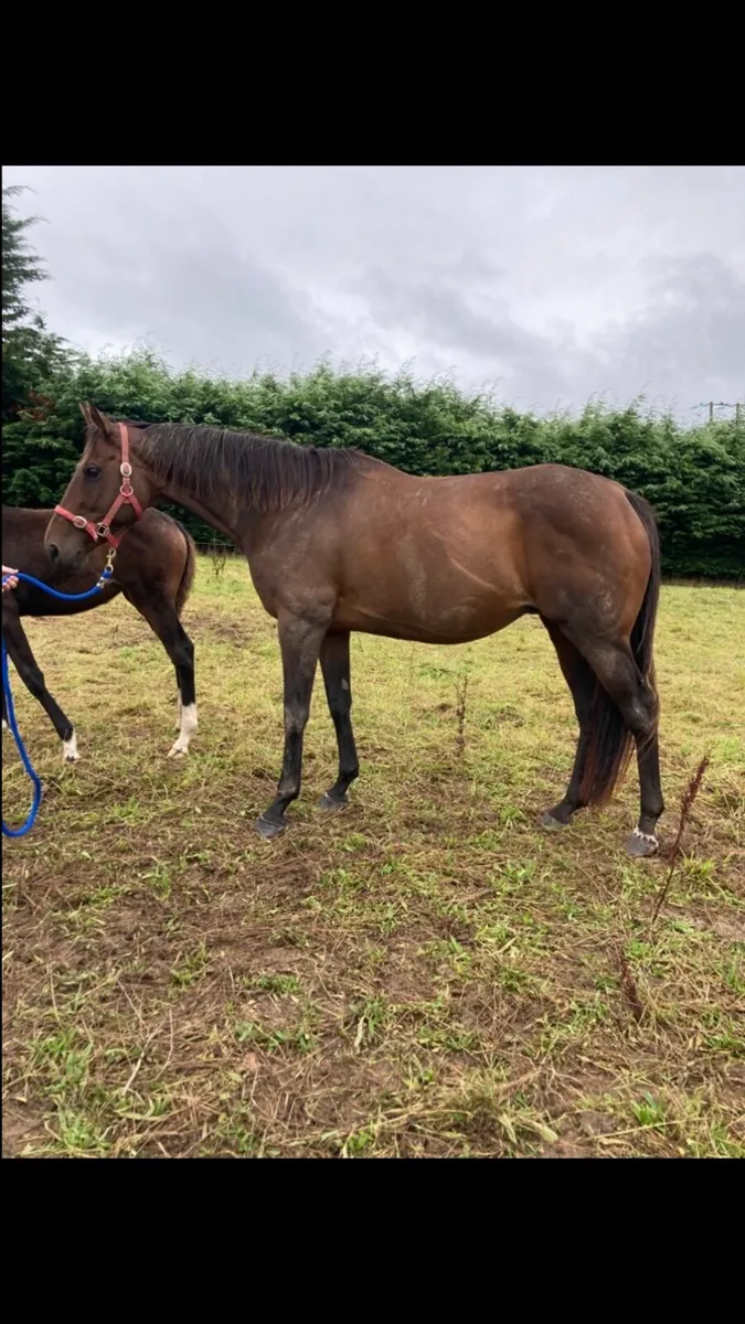 Mare and foal for sale - Image 1