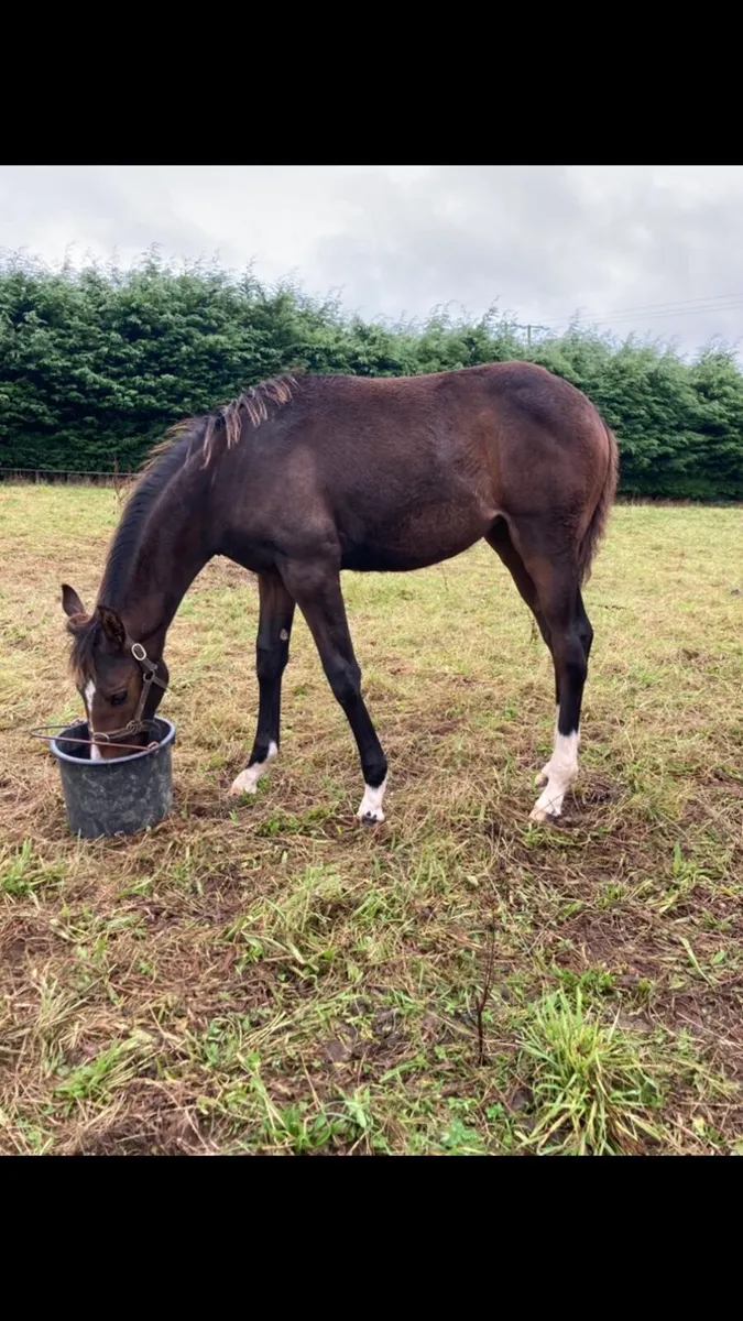 Mare and foal for sale - Image 2