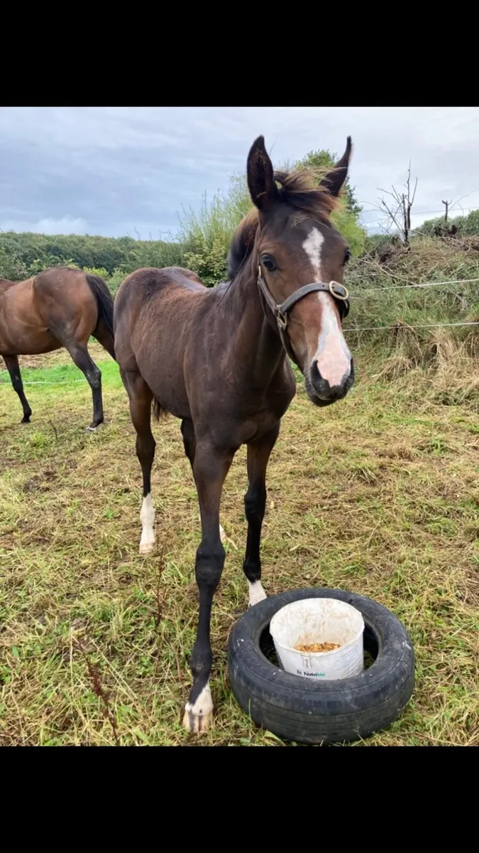Mare and foal for sale - Image 3