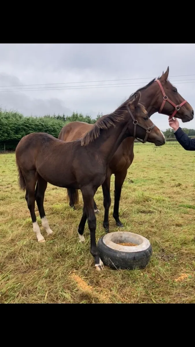 Mare and foal for sale - Image 4
