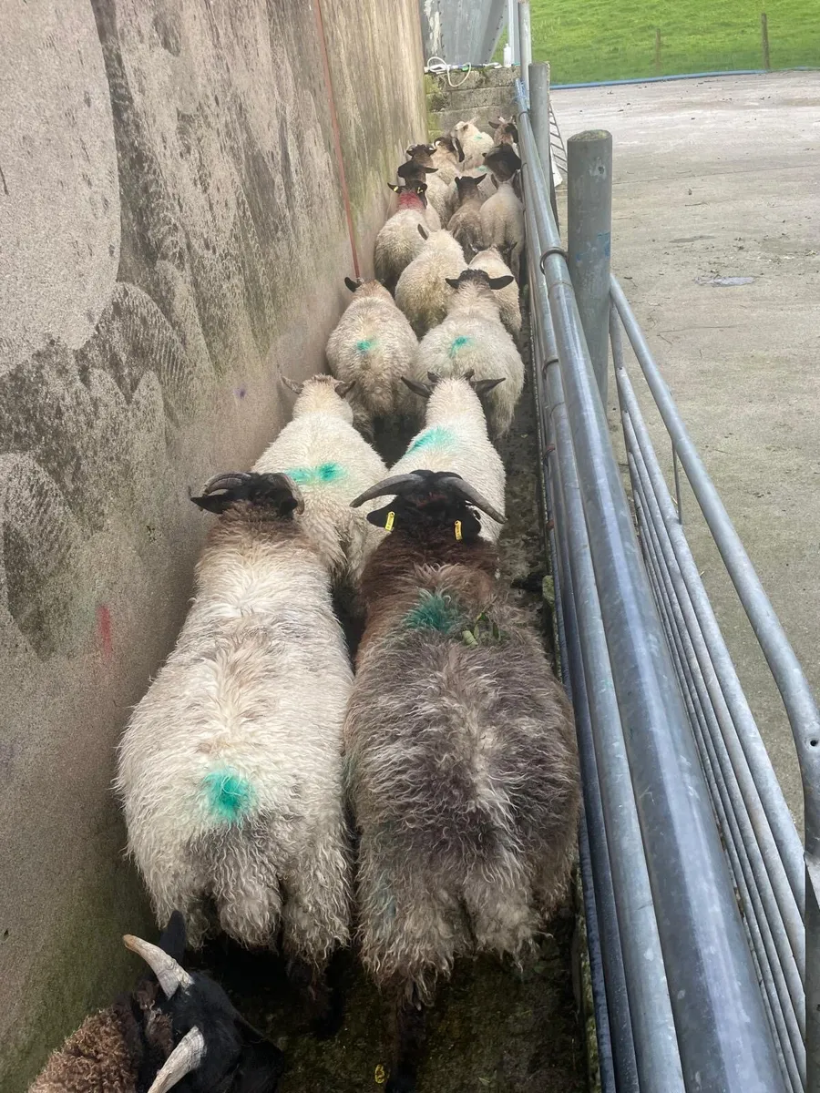 23 Suffolk ram lambs - Image 1