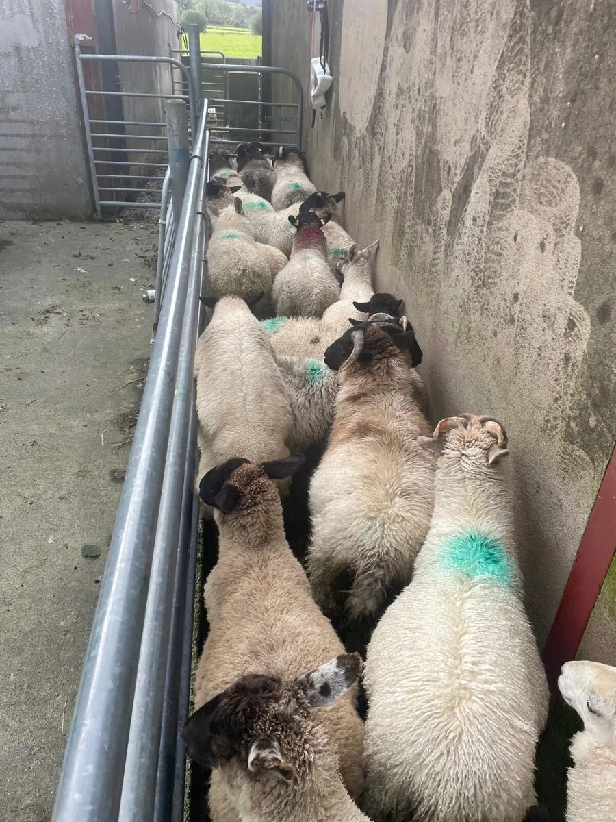 23 Suffolk ram lambs - Image 2