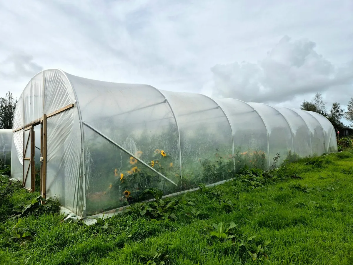 Commercial polytunnel 7×17m - Image 2