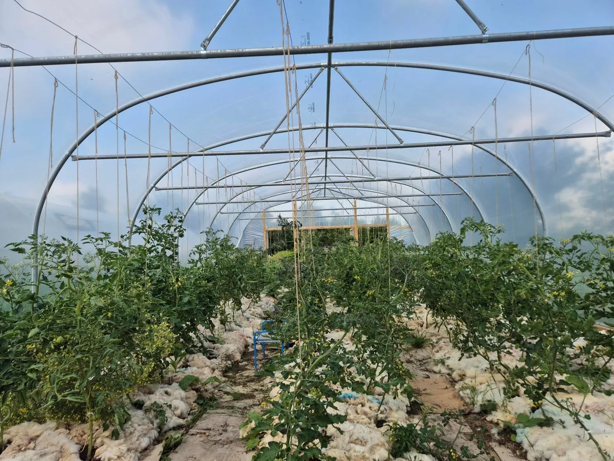 Commercial polytunnel 7×17m - Image 3