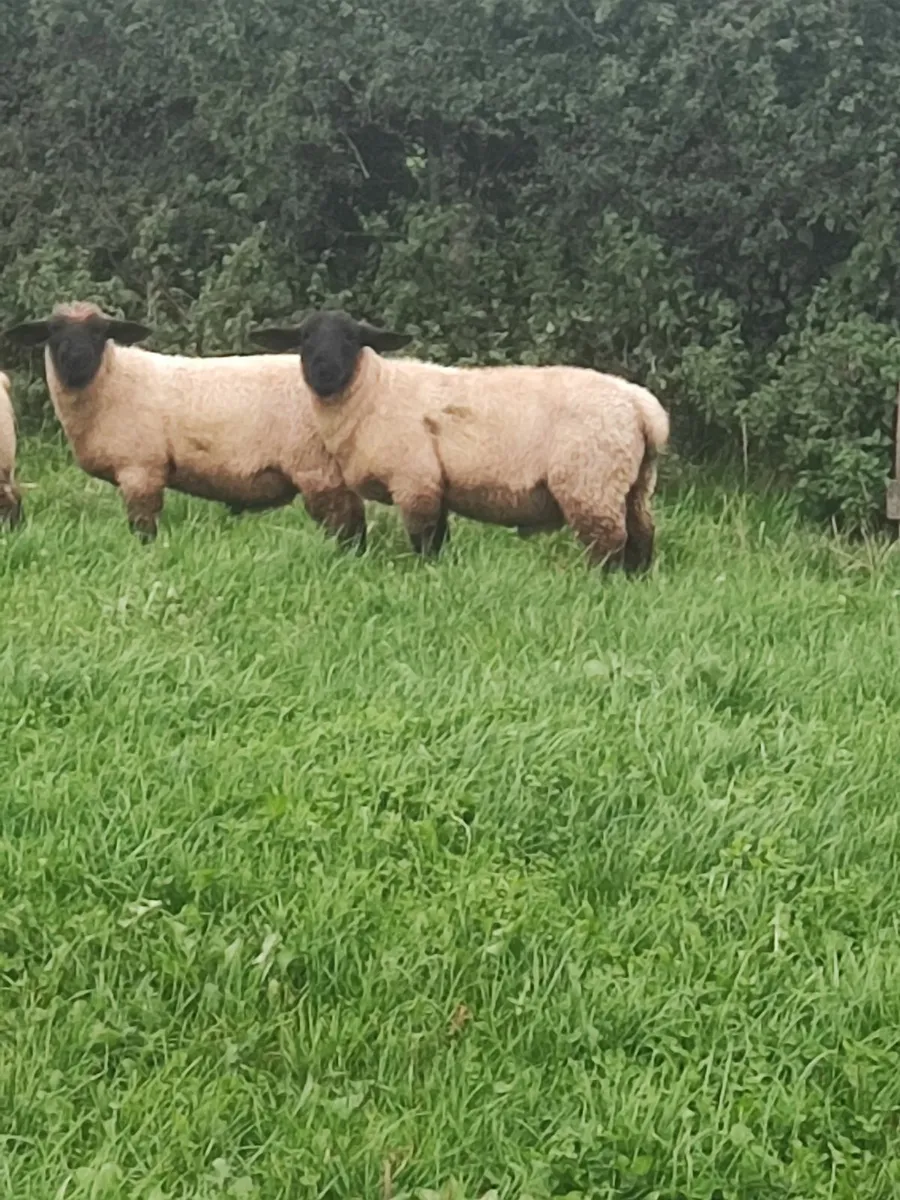 Pbnr Suffolk lambs - Image 1