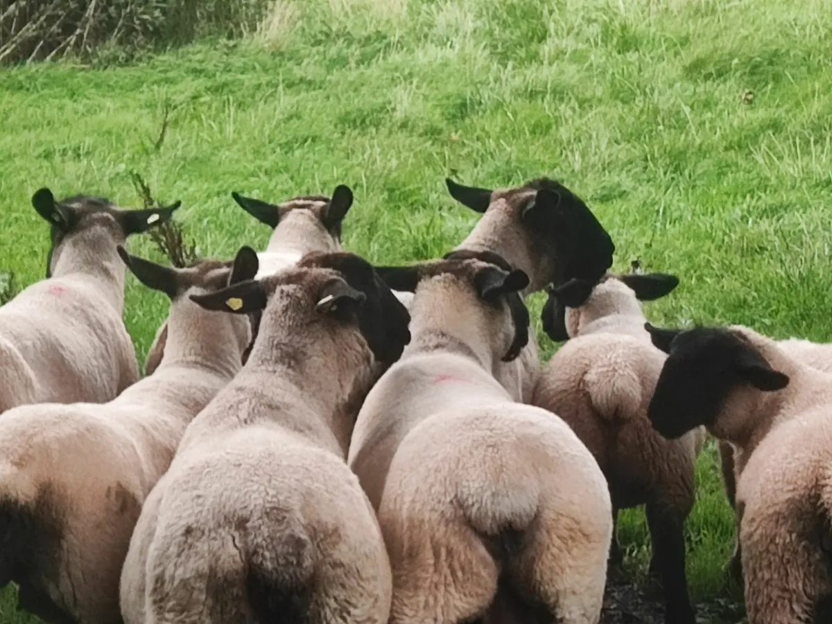 Pbnr Suffolk lambs - Image 2