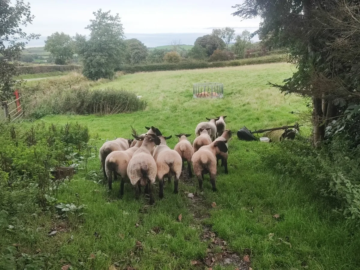 Pbnr Suffolk lambs - Image 3