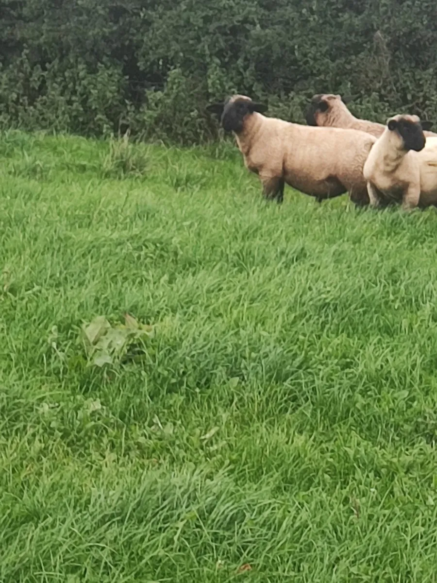 Pbnr Suffolk lambs - Image 4