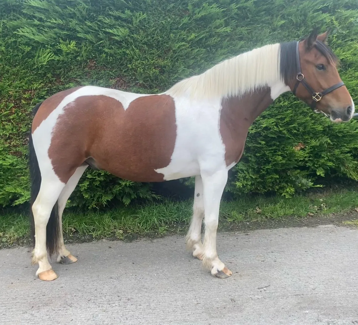 Cracking 3 year old Gelding - Image 1