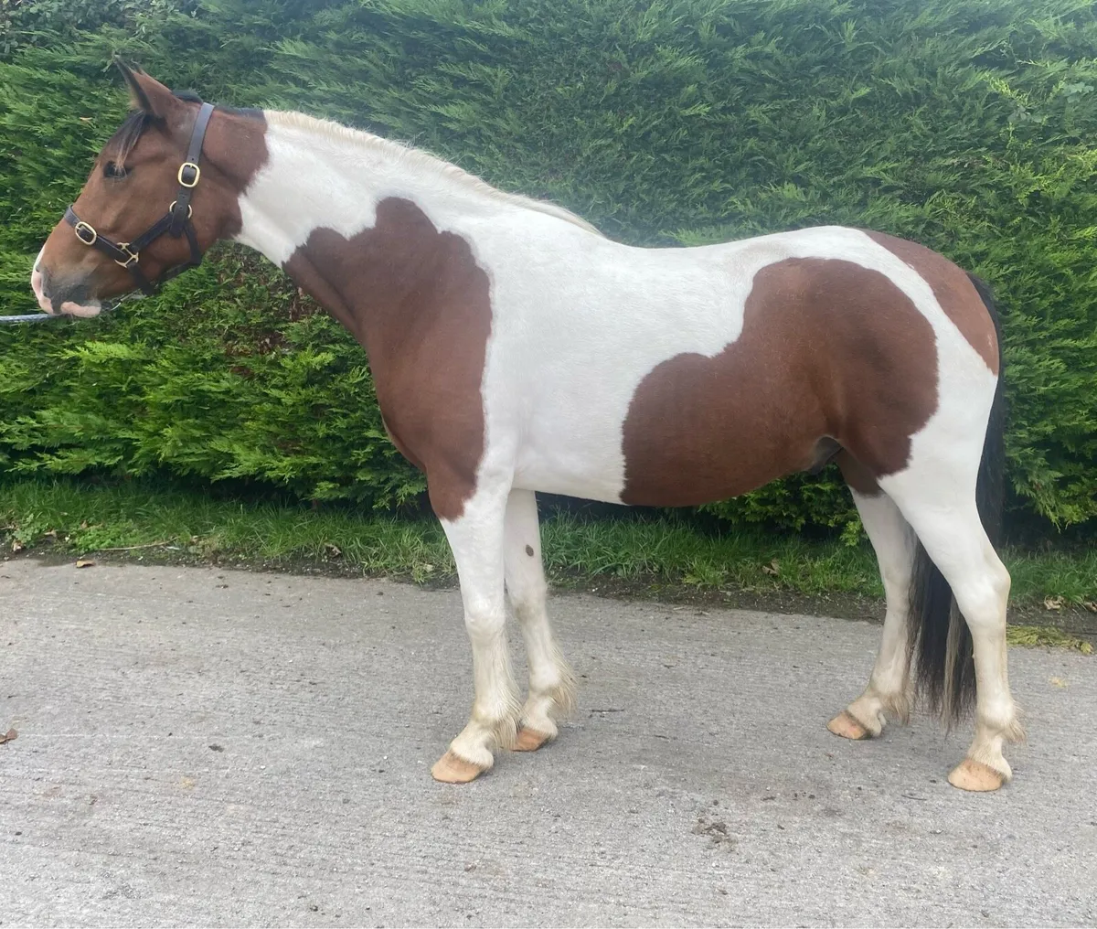 Cracking 3 year old Gelding - Image 2