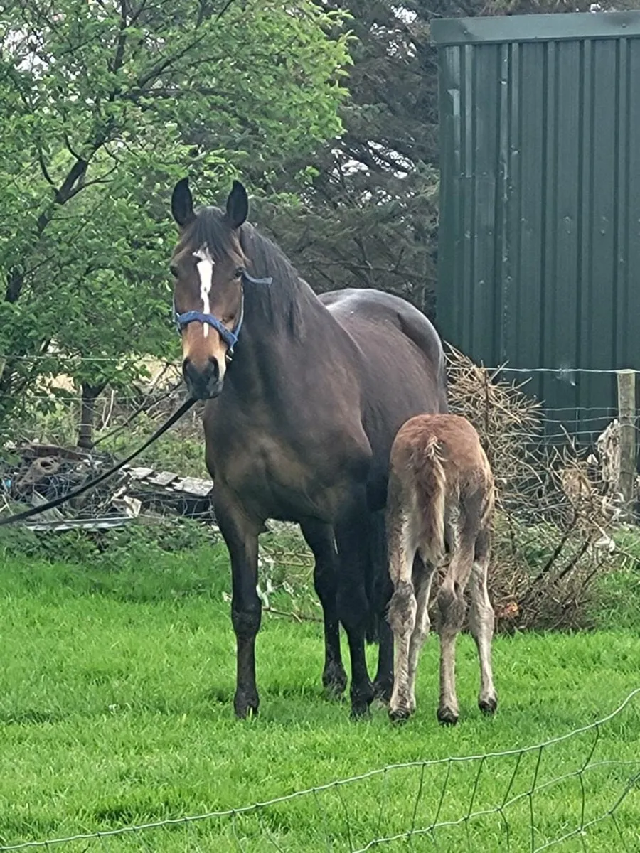Filly foal - Image 2