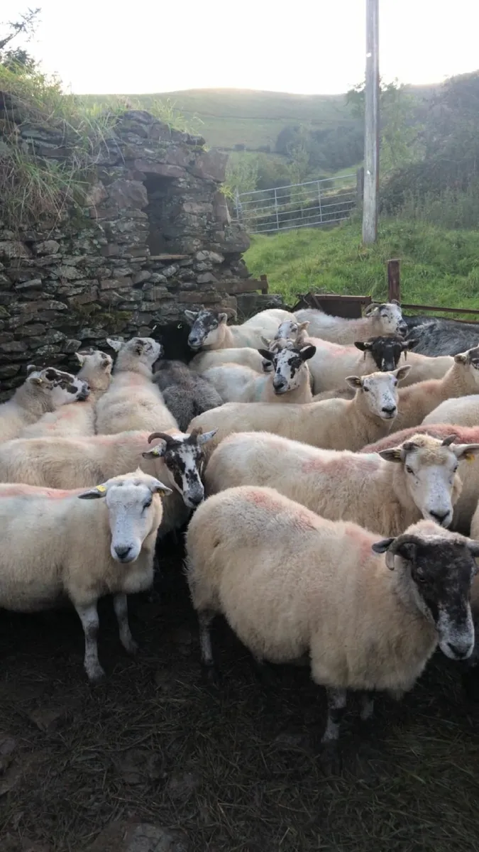 2  &. 3 year old  sheep for sale - Image 3