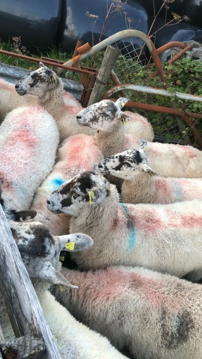 2  &. 3 year old mule sheep for sale - Image 2