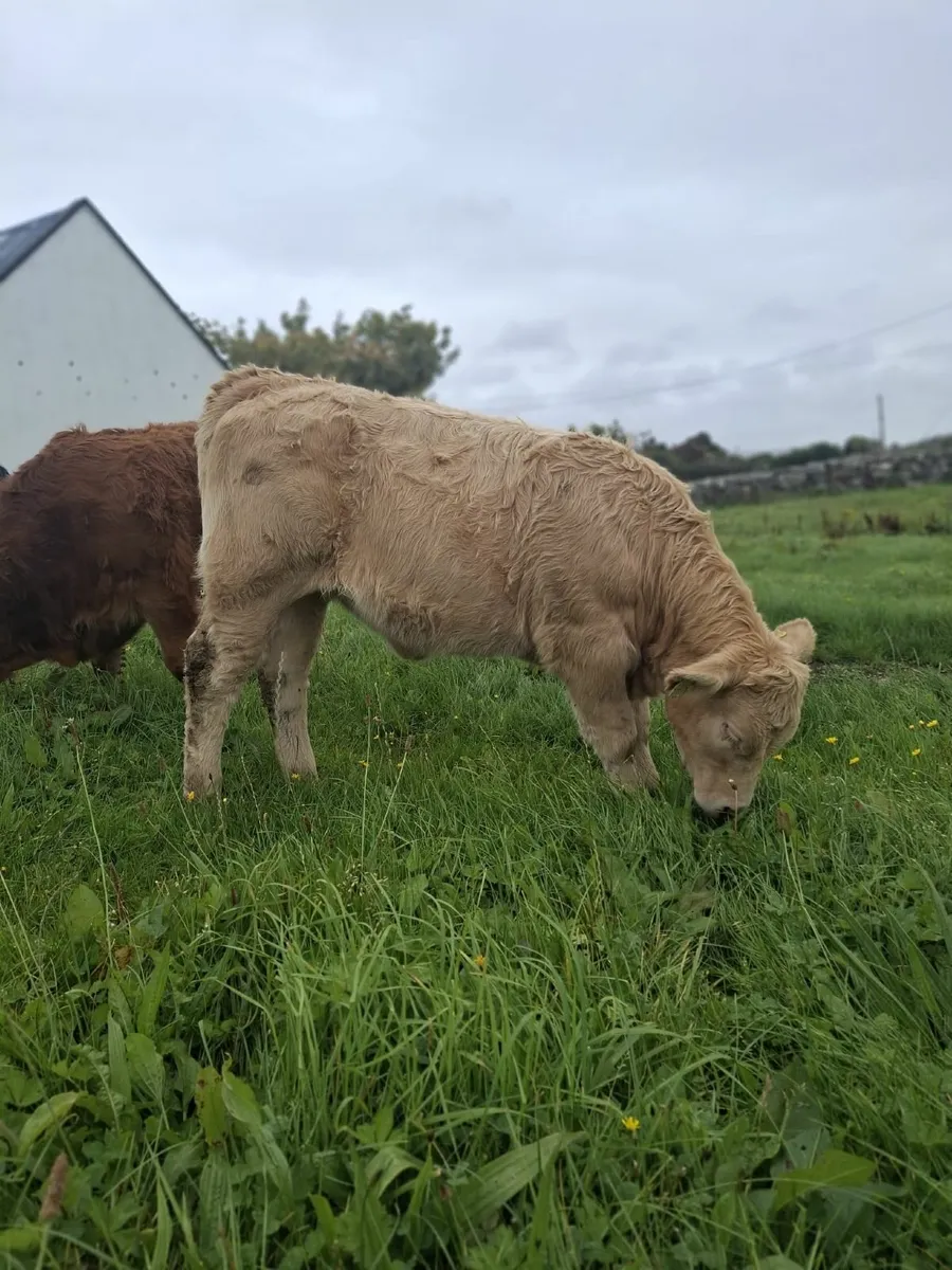 Maam Cross Weanling show and sale - Image 2