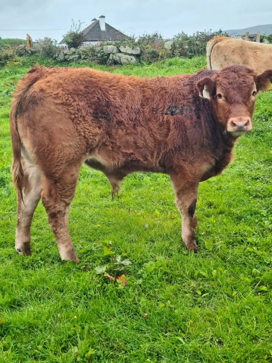 Maam Cross Weanling show and sale - Image 3