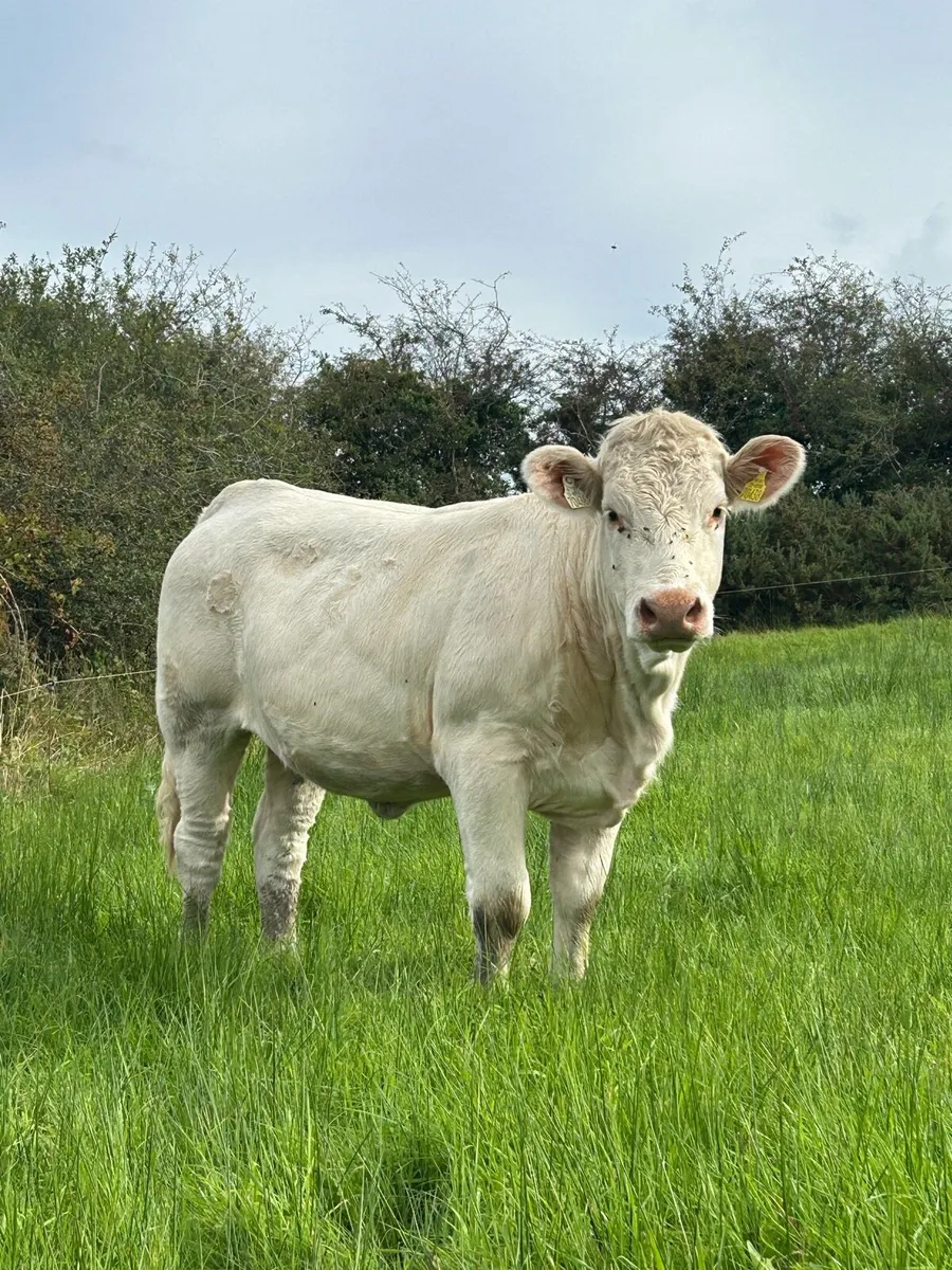 Pedigree Charolais Heifee - Image 1