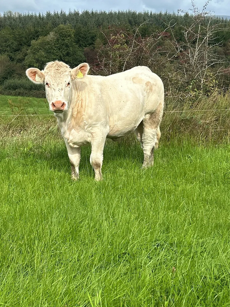 Pedigree Charolais Heifee - Image 2
