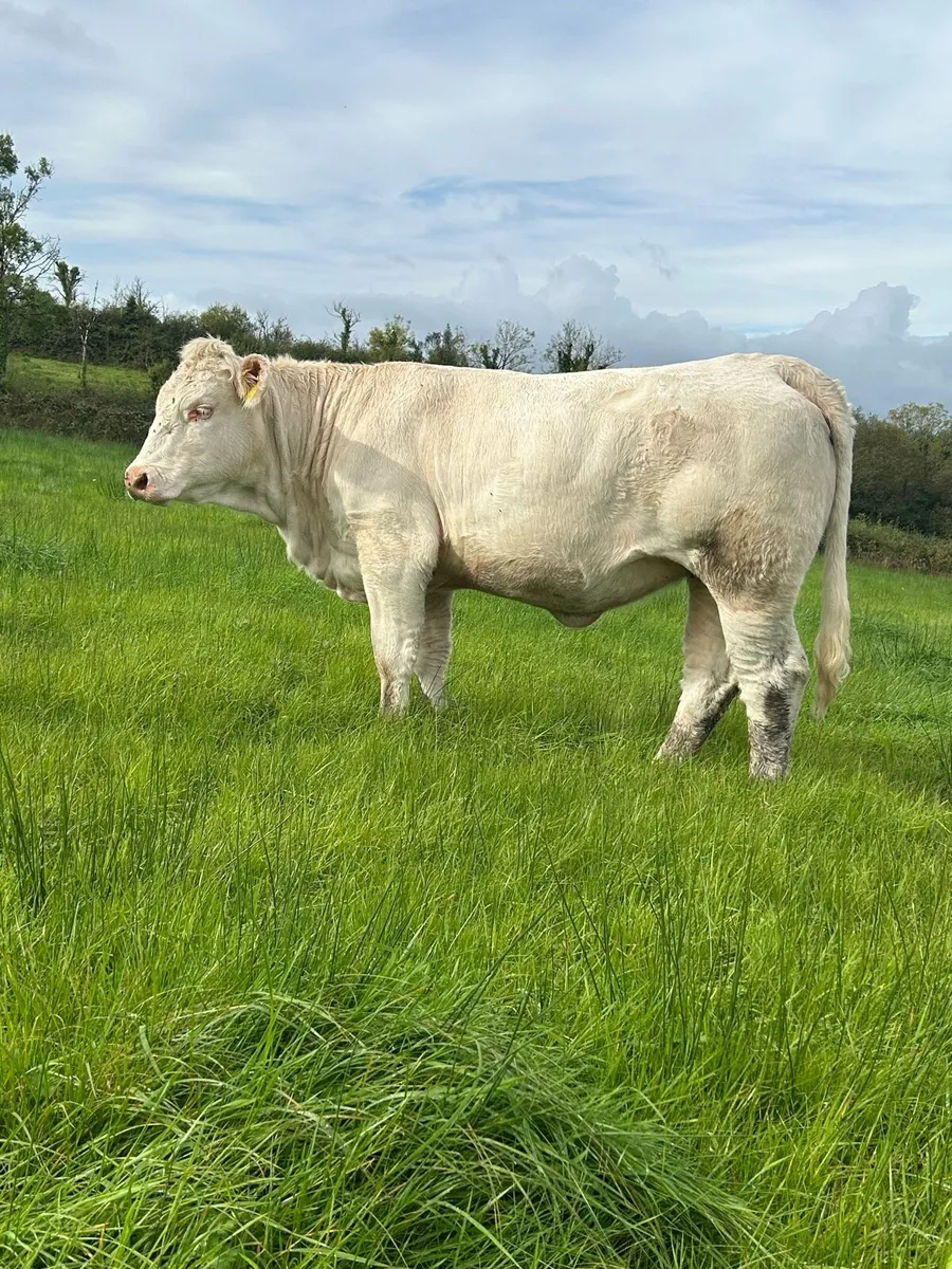 Pedigree Charolais Heifee - Image 3