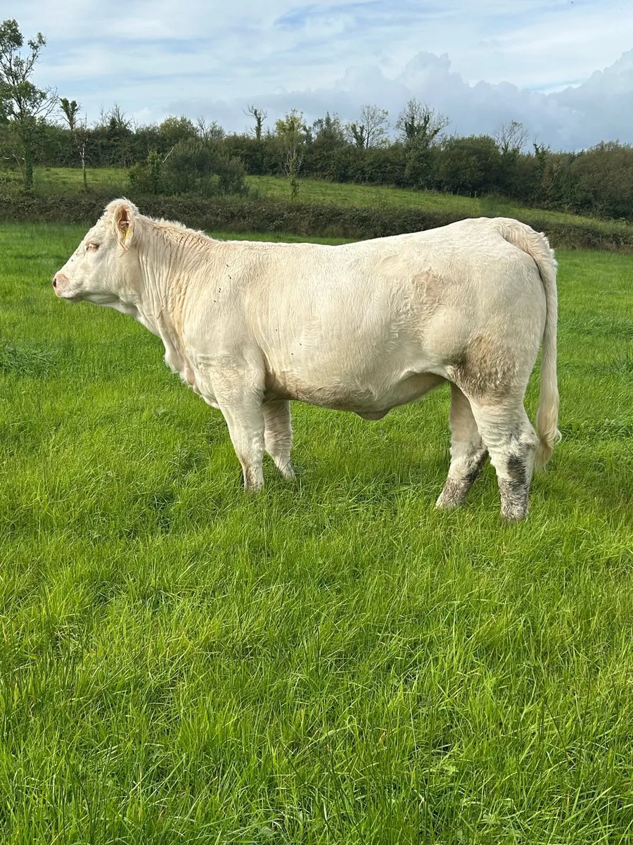 Pedigree Charolais Heifee - Image 4