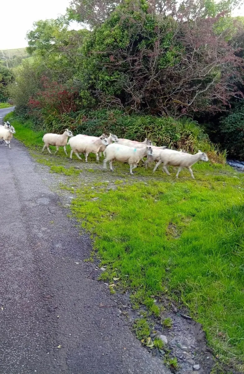 2  &. 3 year old mule sheep for sale - Image 1