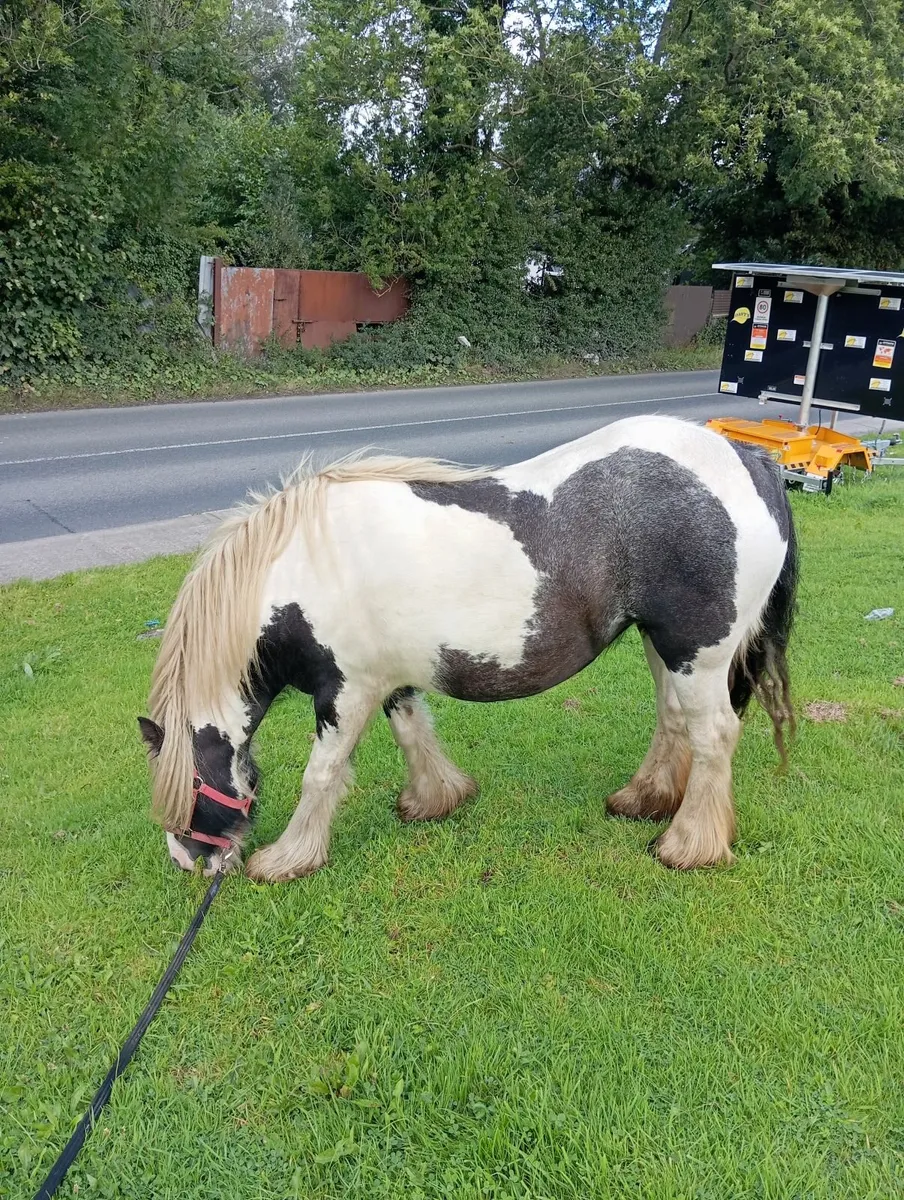 Horse - Image 1