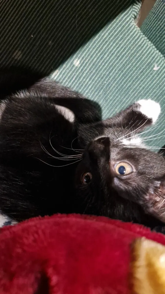 Male kitten - Image 1