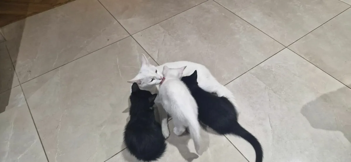 Male kitten - Image 3
