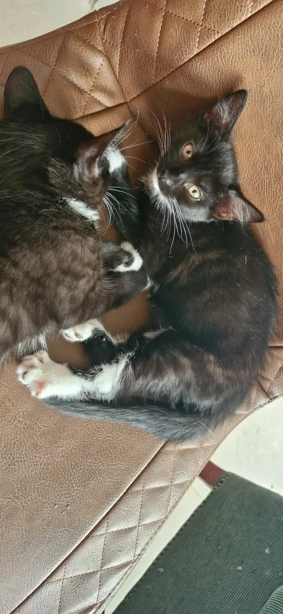 Male kitten - Image 4