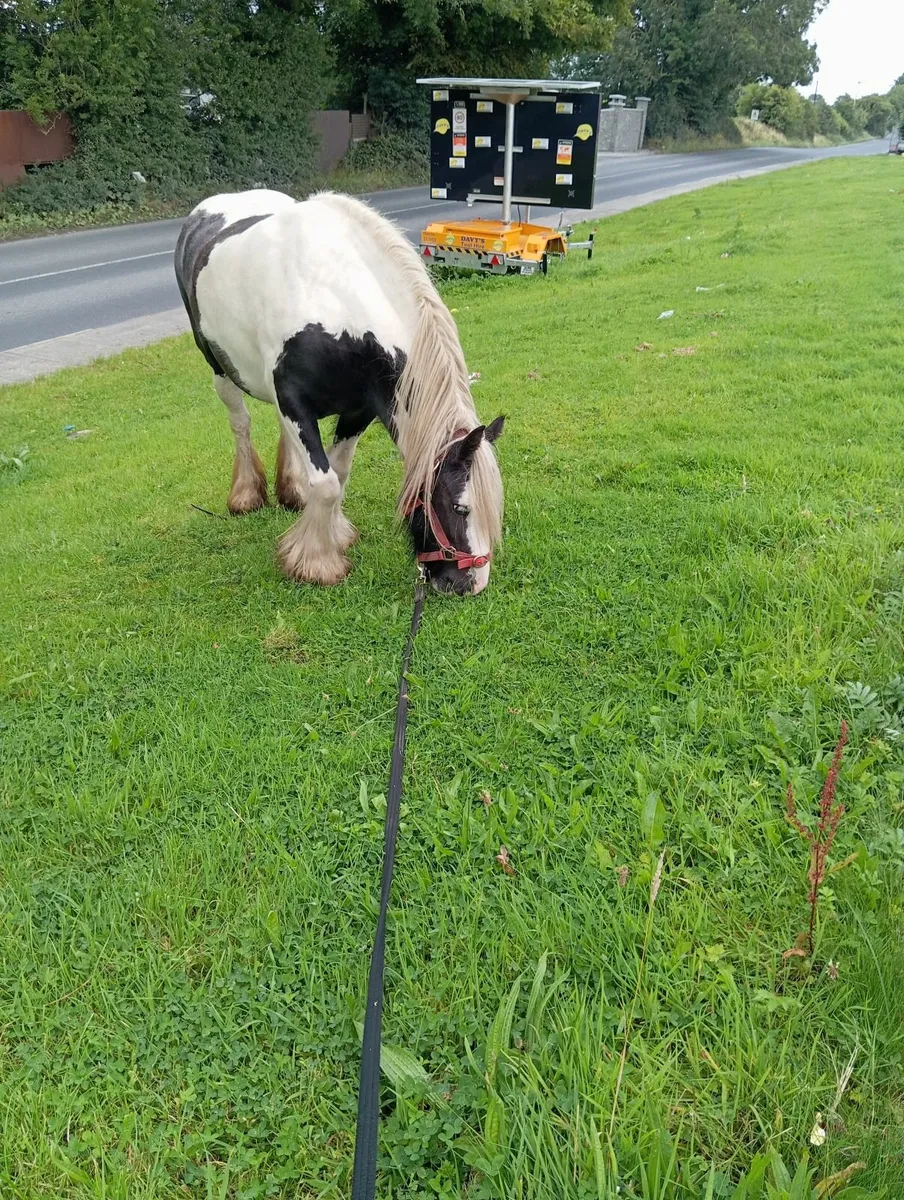 Horse - Image 2