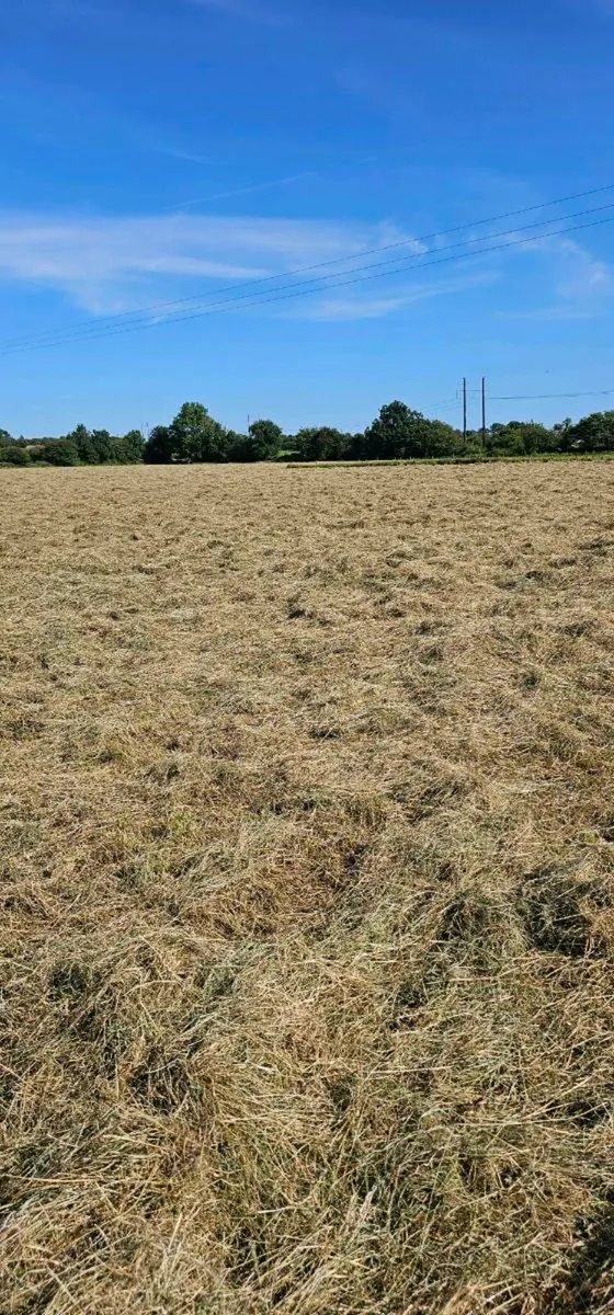 Hay and haylage for sale - Image 3