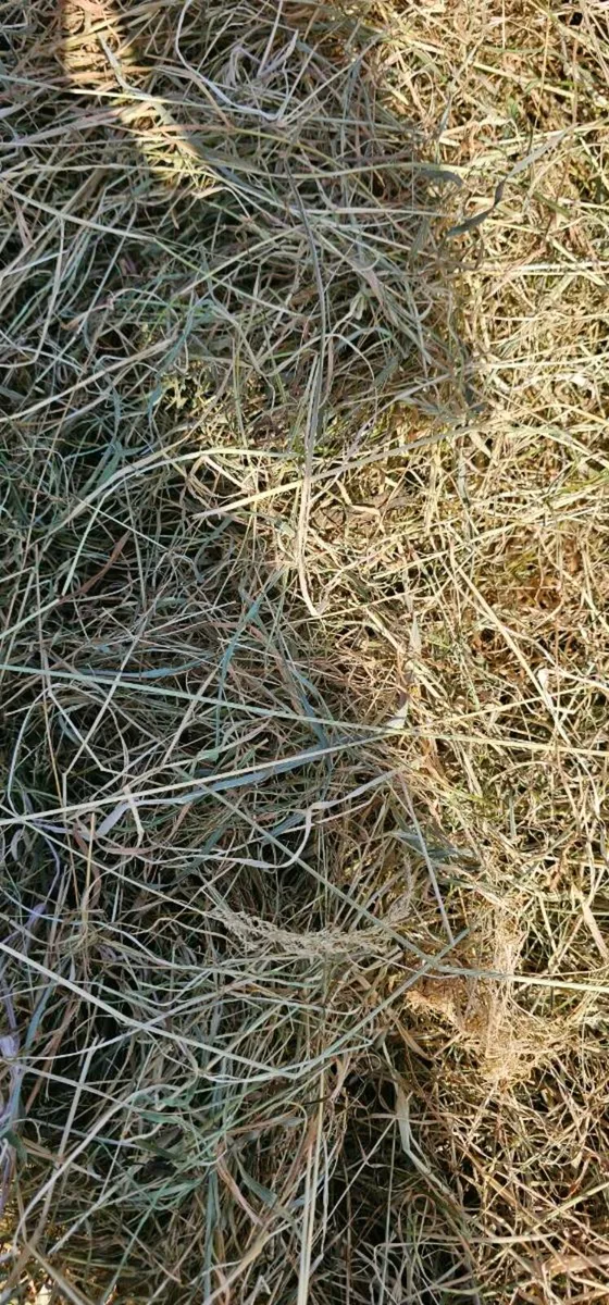 Hay and haylage for sale - Image 4