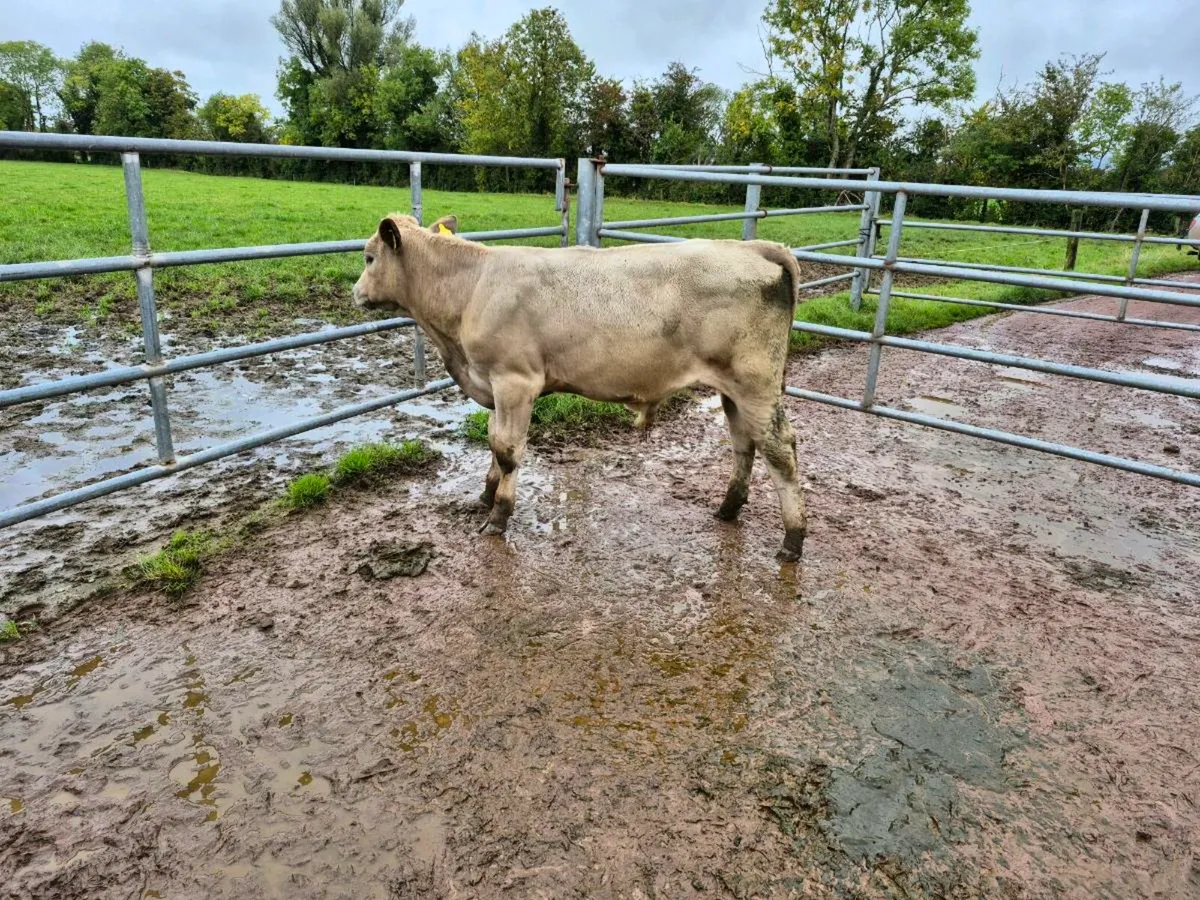 1 Ch bull. 9 AA & HE heifers - Image 1